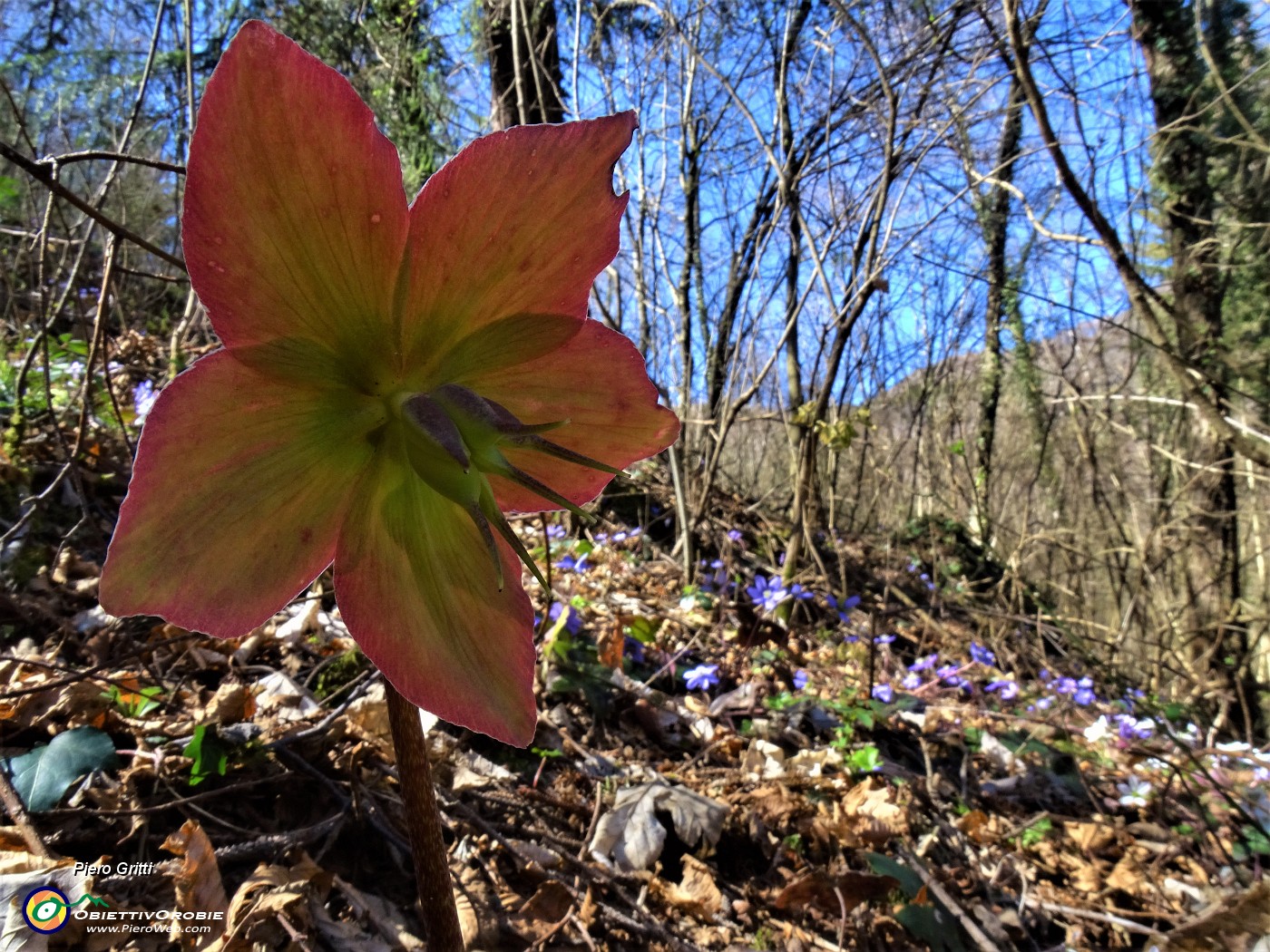 19 Helleborus niger (Ellebori) in fruttescenza.JPG